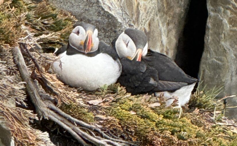 Day 19 – Puffins
