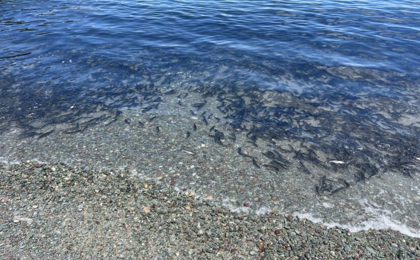 Day 21 – Capelin
